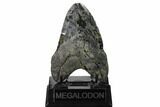 Fossil Megalodon Tooth - Pathological Tooth #168958-3